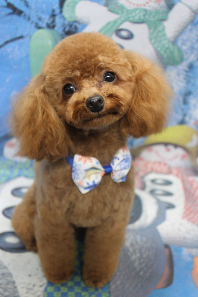 千葉県船橋市のトイプードルのトリミング画像