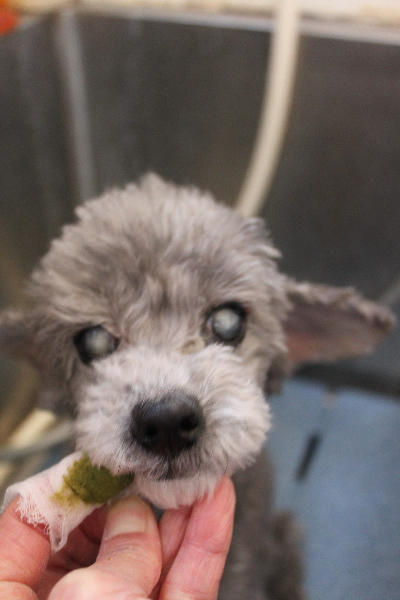 千葉県船橋市のトイプードルの歯磨き画像
