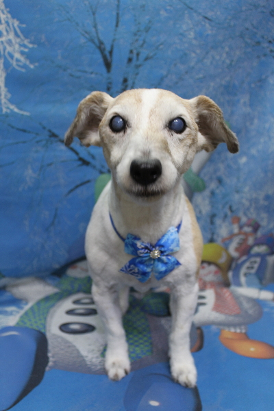 千葉県船橋市のジャックラッセルのトリミング画像