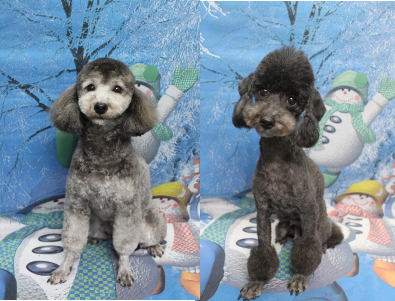 トイプードルブリーダーの成犬、トリミング画像