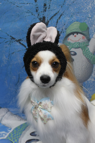 千葉県鎌ヶ谷市のパピヨンのトリミング画像