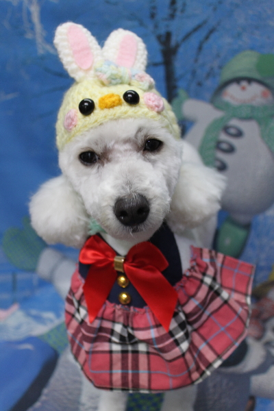 千葉県船橋市のトイプードルのトリミング画像