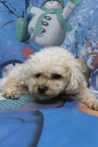 千葉県鎌ケ谷市のトイプードルのトリミング前画像
