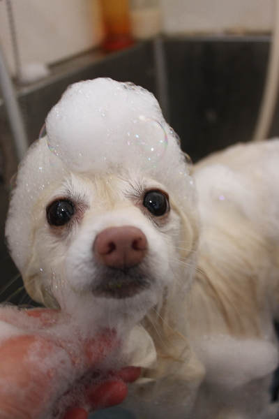 千葉県鎌ケ谷市ポメラニアンのシャンプー画像