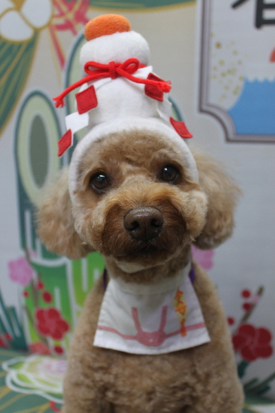 千葉県船橋市のトイプードルのトリミング画像