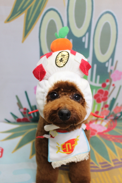 千葉県鎌ヶ谷市のトイプードルのトリミング画像