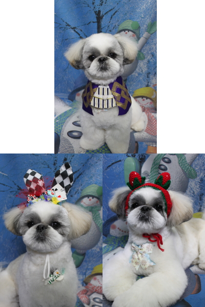 千葉県松戸市のシーズーのトリミング画像