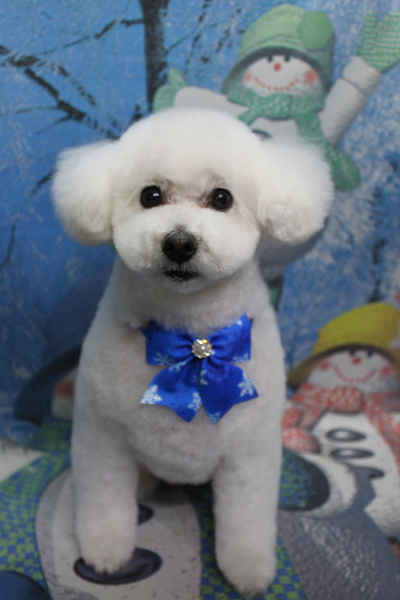 千葉県船橋市のトイプードルのトリミング画像