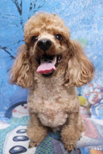 千葉県鎌ケ谷市トイプードルのトリミング前画像