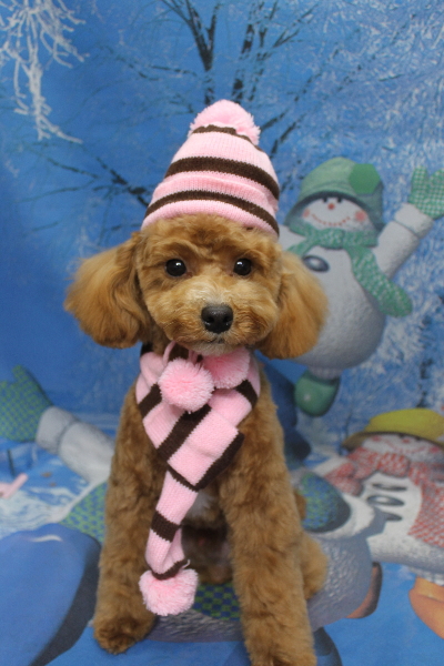 千葉県船橋市のトイプードルのトリミング画像