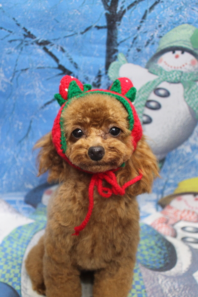 千葉県船橋市のトイプードルのトリミング画像