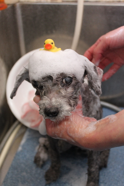 千葉県船橋市のトイプードルのシャンプー画像