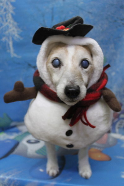 千葉県船橋市のジャックラッセルのトリミング画像