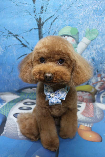 千葉県市川市のトイプードルのトリミング画像