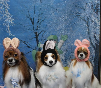 千葉県鎌ヶ谷市のパピヨンのトリミング画像