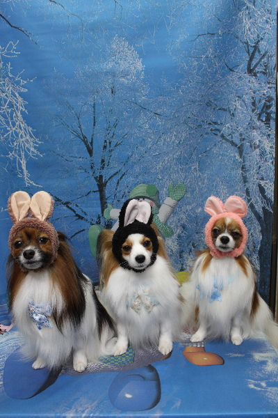 千葉県鎌ヶ谷市のパピヨンのトリミング画像