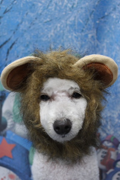 千葉県船橋市のトイプードルのトリミング画像