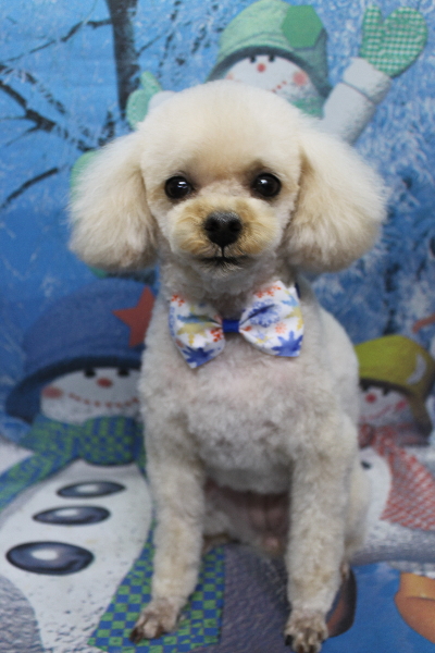 千葉県鎌ケ谷市のトイプードルのトリミング画像