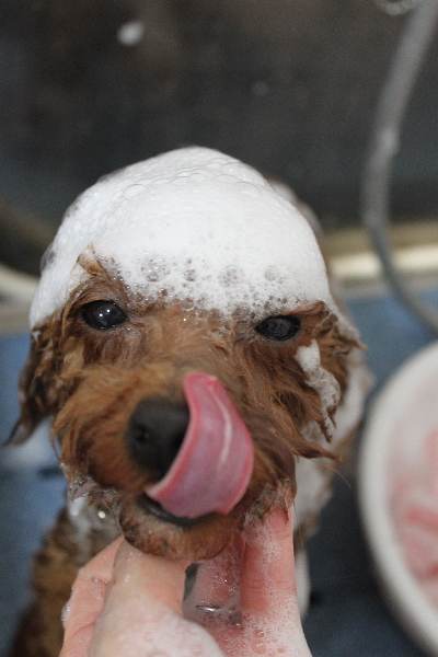 千葉県船橋市のトイプードルのシャンプー画像