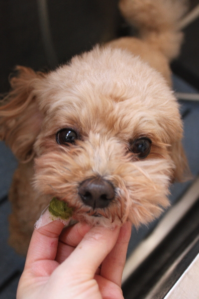 千葉県船橋市のミックス犬の歯磨き画像