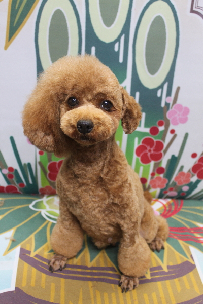 トイプードルブリーダーの成犬、トリミング画像