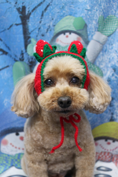 千葉県船橋市のトイプードルのトリミング画像
