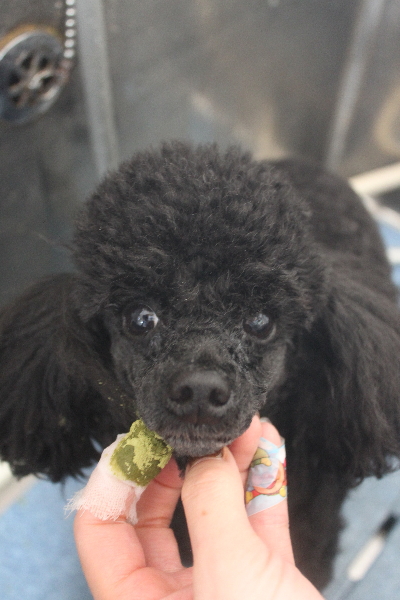 千葉県鎌ケ谷市トイプードルの歯磨き画像