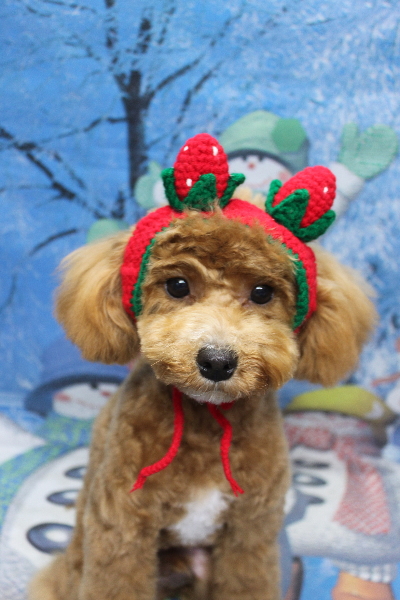 千葉県船橋市のトイプードルのトリミング画像