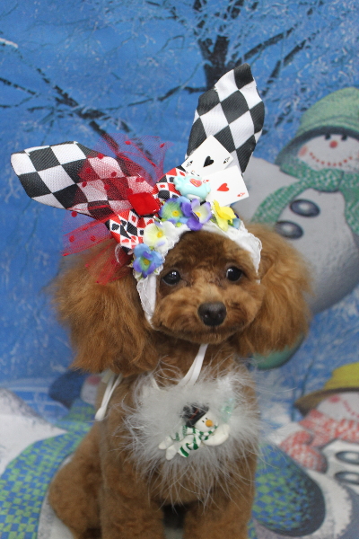 千葉県船橋市のトイプードルのトリミング画像