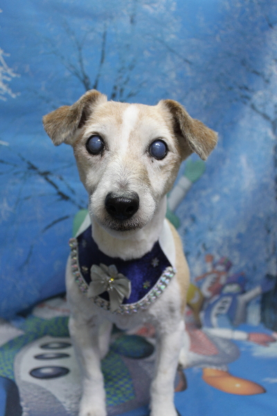 千葉県船橋市のジャックラッセルのトリミング画像