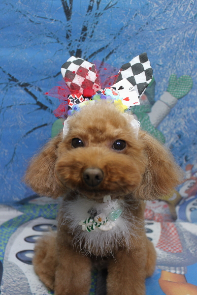 千葉県市川市のトイプードルのトリミング画像