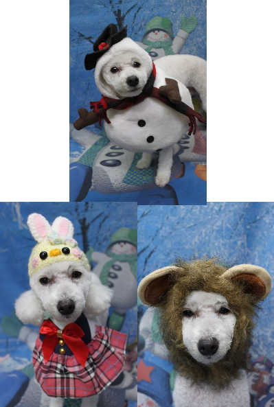 千葉県船橋市のトイプードルのトリミング画像