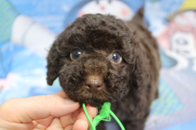 トイプードルブリーダーの子犬、トリミング画像