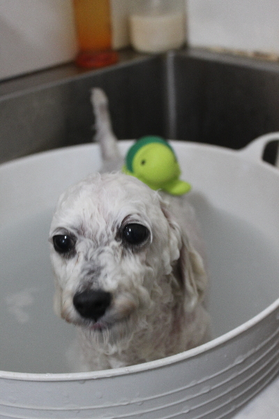 千葉県市川市のトイプードルの炭酸泉画像