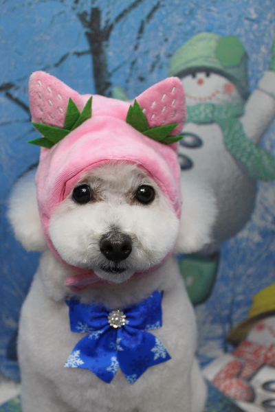 千葉県船橋市のトイプードルのトリミング画像