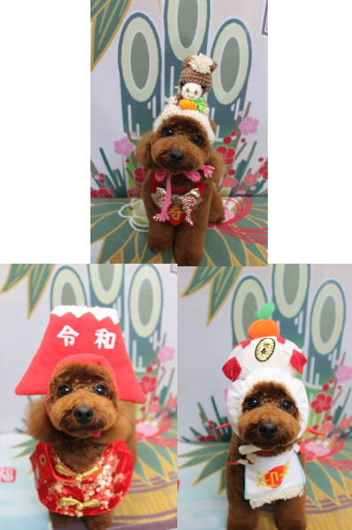 千葉県鎌ヶ谷市のトイプードルのトリミング画像