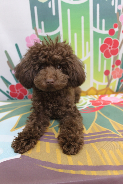 東京都台東区のトイプードルのトリミング前画像