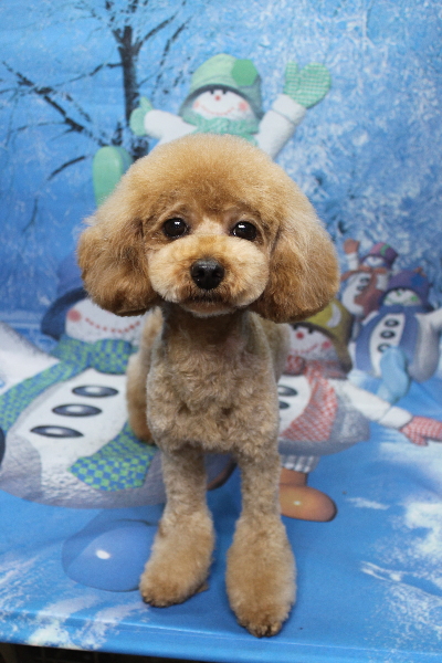 トイプードルブリーダーの成犬、トリミング画像