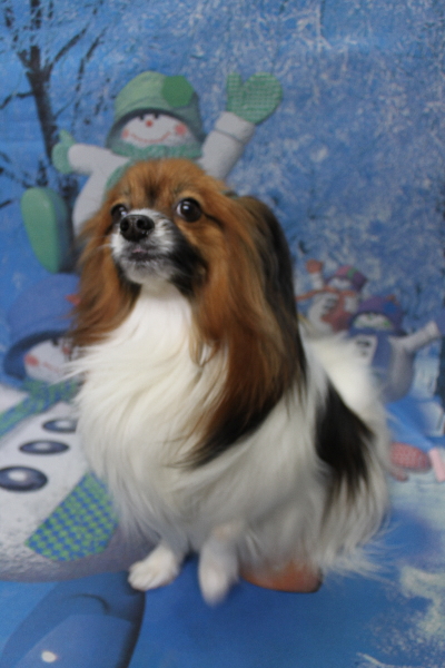 千葉県鎌ヶ谷市のパピヨンのトリミング前画像