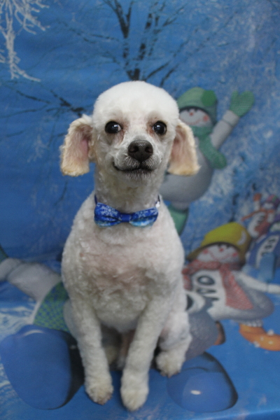 千葉県市川市のトイプードルのトリミング画像