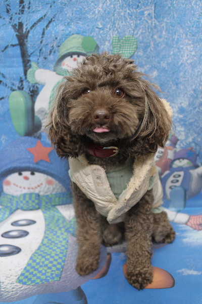 千葉県市川市のトイプードルのトリミング前画像