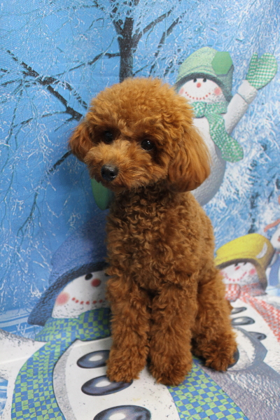 千葉県船橋市のトイプードルのトリミング前画像