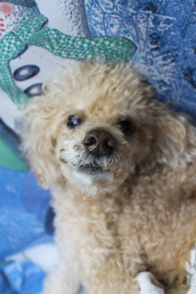 千葉県船橋市のトイプードルのトリミング前画像