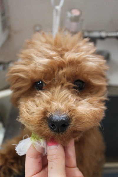 千葉県船橋市のトイプードルの歯磨き画像