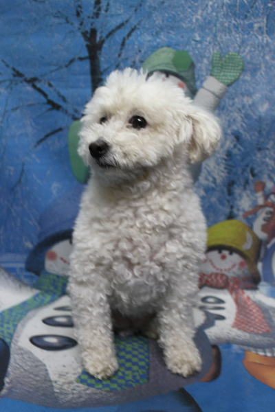 千葉県船橋市のトイプードルのトリミング前画像