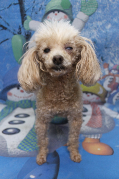 千葉県船橋市のトイプードルのトリミング前画像