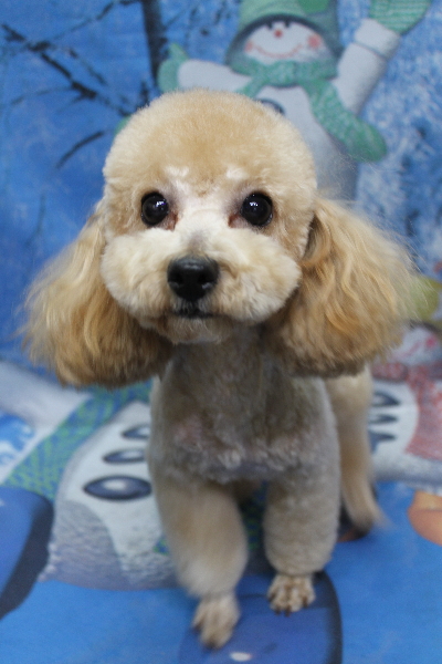 トイプードルブリーダーの成犬、トリミング画像