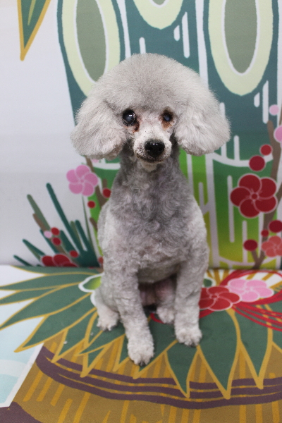 トイプードルブリーダーの成犬、トリミング画像