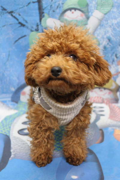 千葉県鎌ケ谷市トイプードルのトリミング前画像