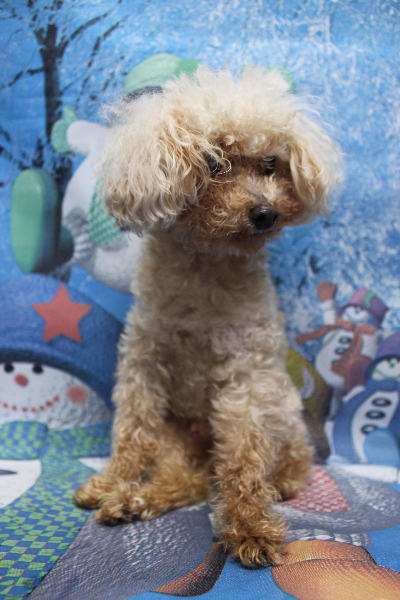 千葉県船橋市のトイプードルのトリミング前画像